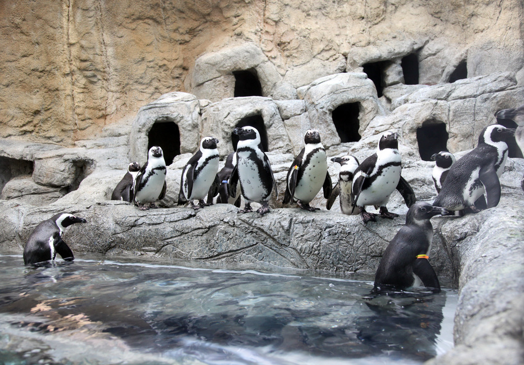 Ripley's Aquarium Penguin Exhibit